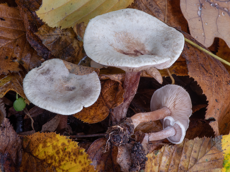 Ripartites tricholoma